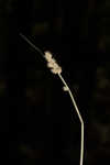 Foxtail sedge